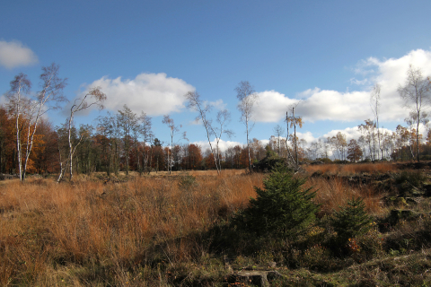 Fagnes
